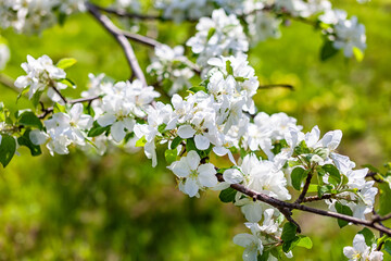 branches of flowering apple trees