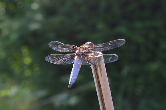 Junge m&auml;nnliche Plattbauch-Libelle (Libellula depressa) 