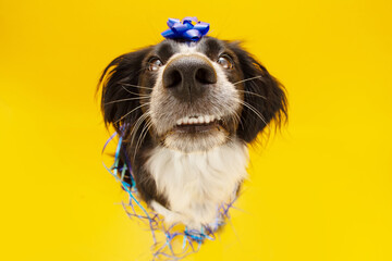 Dog celebrating birthday with a bow and paper descoration. Isolated on yellow background