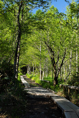 Fototapeta na wymiar 新緑の上高地を通る木道