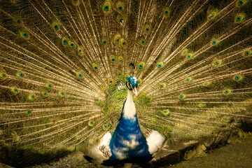 Obraz premium Pavo rel