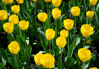 Blooming spring yellow tulips close-up on a blurred background in front and back. Soft selective focus