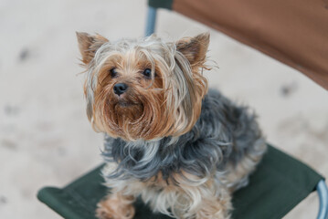 yorkshire terrier sitting on chair in the beach background