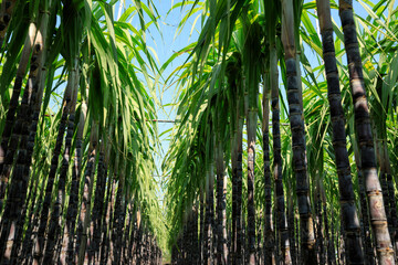 Sugarcane plants grow in field