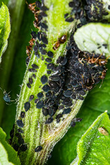 The black bean aphid (Aphis fabae) is a member of the order Hemiptera. Other common names include blackfly, bean aphid and beet leaf aphid. It is pest of many crops.
