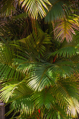 Fototapeta premium tropical leaves, abstract green leaves texture, nature background