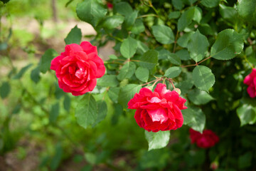 pink roses in bush in garden
