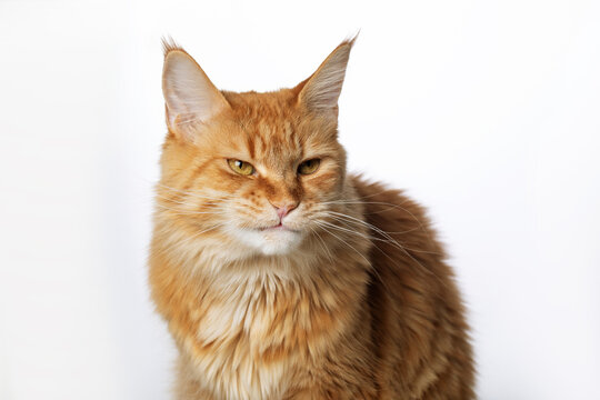Close-up portrait of cute domestic redhead Maine Coon cat. Funny expression of a cat face, meme. Isolated over white background. Copy space