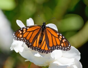 Beautiful Monarch butterfly sitting on the white rose ( Danaus Plexippus)