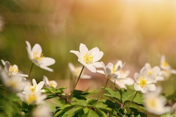 Spring flowers in the forest , Wild anemone (Anemone nemorosa)