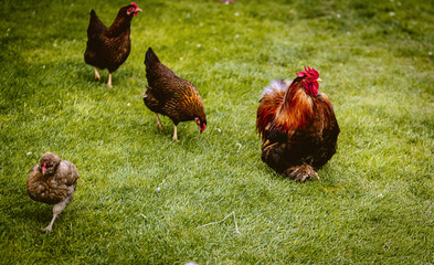 Prächtiger schöner Hahn mit Hennen auf der Wiese