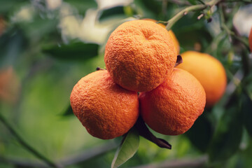 Tangerine garden with fruits