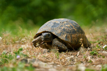 Portrait of A Greek Tortoise in Natural Habitat