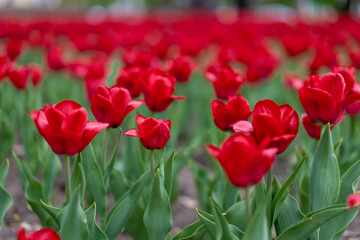 Red tulip flowers background outdoor