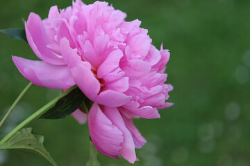 Bonn Germany June 2021 pink blossoming peony against green background in sunlight