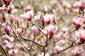 Obraz na płótnie Canvas Magnolia spring flowers