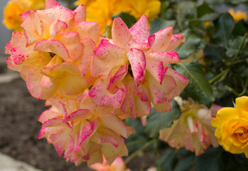 A beautiful rose with petals painted in different shades of pink.
