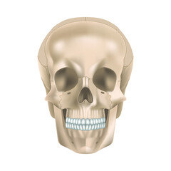 The structure of the human skull. Front view. Fas. Vector illustration