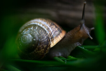 Snail in forest