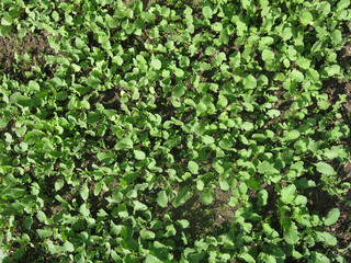 Fototapeta premium young radish grows on a bed in the garden