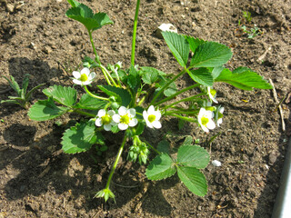 strawberries bloom in the spring on a bed in the garden