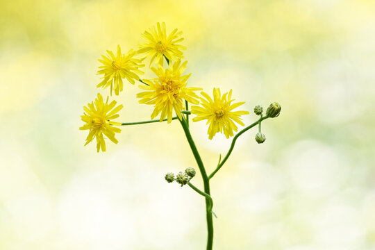Crepis biennis, branch with buds and flowers from Rough Hawksbeard against blurred background