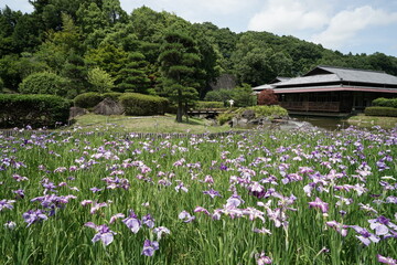 花菖蒲園