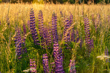 Łaki  Kaczawskie porośnięte łubinami w promieniach porannego słońca. © Radek