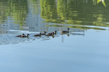 Mother duck and ducklings swim on the water of the city pond