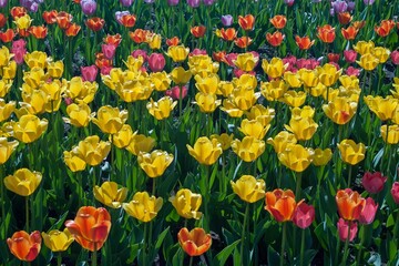 Fototapeta premium Tulips grow on the lawns of the city