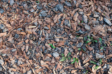 Wood chips on the lawn