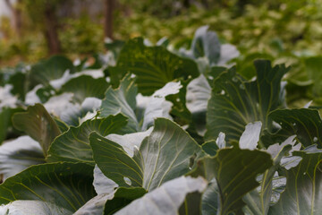 Soft focused close up shot of young cabbage leaves. Agriculture, fresh seasonal farm harvest, healthy organic vegetarian food.