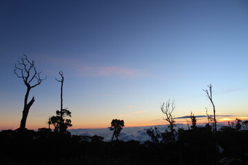 Naklejka premium Twilight on the mountain tops, above the clouds, dry trees