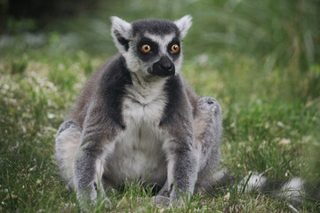ring lemur