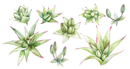 Green lily buds. Set of watercolor images.
