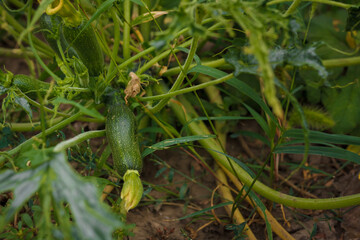 Obraz premium Little zucchini squash growing on vegetable bed. Fresh organic farm vegetables, healthy food, seasonal harvest