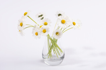Small daisy flowers in glass vase isolated on white background.