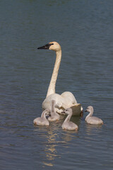 swan on the river - 440940707