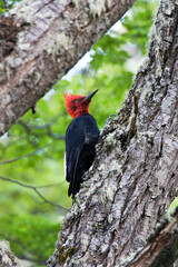 Magelhaenspecht, Magellanic Woodpecker, Campephilus magellanicus