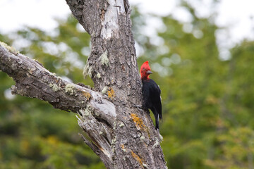 Magelhaenspecht, Magellanic Woodpecker, Campephilus magellanicus