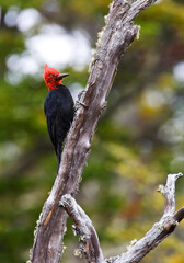 Magelhaenspecht, Magellanic Woodpecker, Campephilus magellanicus