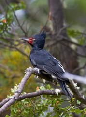 Magelhaenspecht, Magellanic Woodpecker, Campephilus magellanicus