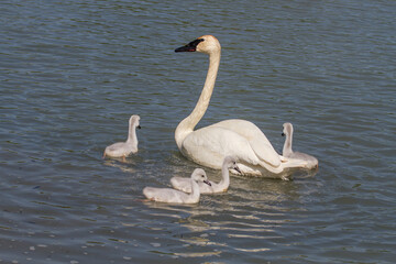 Mother Trumpeter swan with signets - 440940943