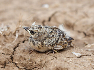 Little crested lark chick
