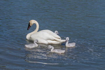 Mother Trumpeter swan with signets - 440940988