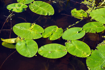  lily oval floating leaves on summer time