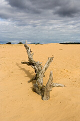 Kootwijkerzand