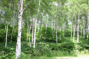 Fototapeta premium 白樺林