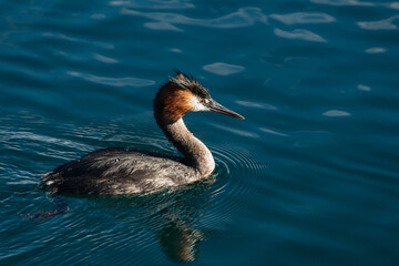 Australasian Crested Grebe, other names southern crested grebe, great crested grebe, swimming in...