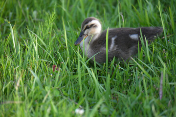 かるがものヒナ